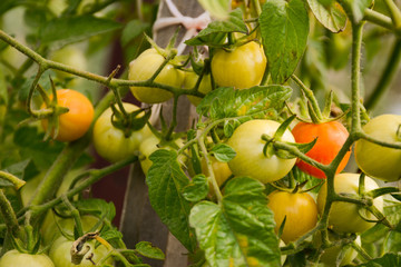 Harvest of green and orange tomatoes ripen in the garden in autumn
