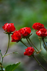  Beautiful delicate red dwarf rose on a blurred background