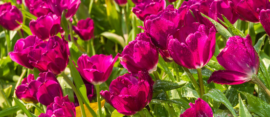 Fototapeta premium Closeup pink tulips flower background. Beautiful view of tulips in fog landscape at the middle of spring or summer.