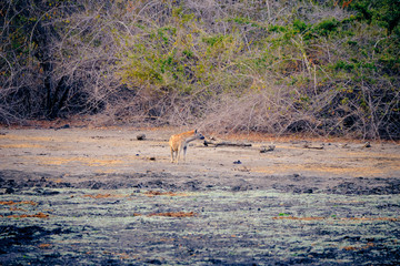 Hyena in Mana Pools National Park, Zimbabwe