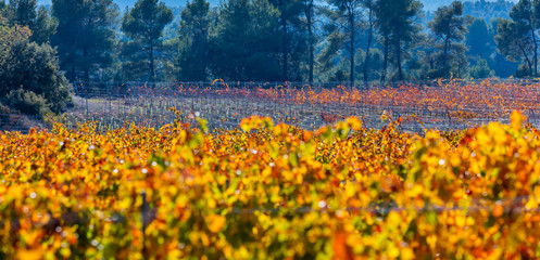 Viñedo, Valle del Set, Les Garrigues, Lleida, Catalunya, Spain
