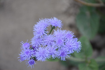 Purple аgeratum flowers on a gray background