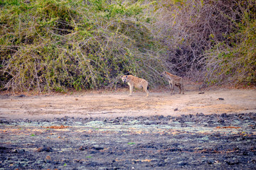 Hyena in Mana Pools National Park, Zimbabwe