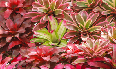 Color pineapple in garden