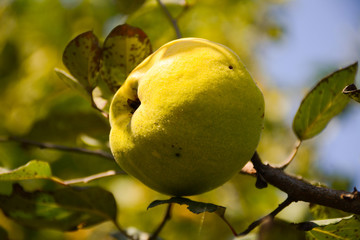 Yellow quince on a tree branch on a blurred background