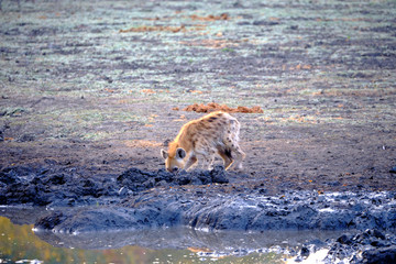 Hyena in Mana Pools National Park, Zimbabwe