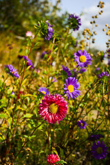 Purple and red aster flowers in the flowerbed