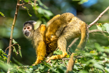 squirrel monkey with young on its back
