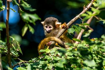young skull monkey sits in the tree and plays