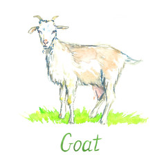 White goat standing on green meadow,  hand painted watercolor illustration design element for invitation, card, print, posters