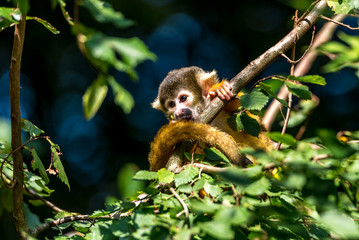 young skull monkey sits in the tree and plays with his tail
