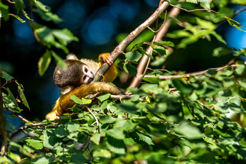 young squirrel monkey lays its ear on the branch