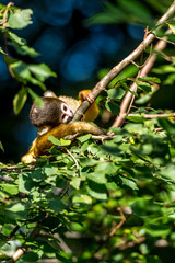 young squirrel monkey lays its ear on the branch