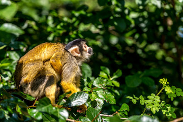 squirrel monkey with a pup on its back