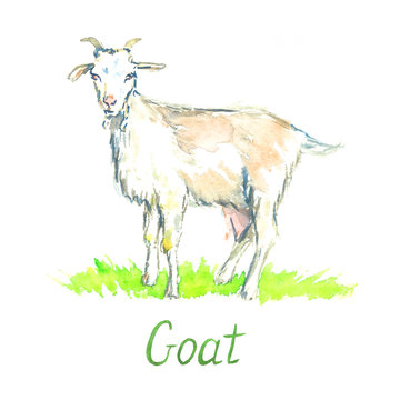 White goat standing on green meadow,  hand painted watercolor illustration design element for invitation, card, print, posters