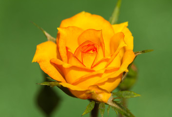 Yellow roses in sunlight