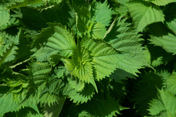 大葉　実際に生えている様子