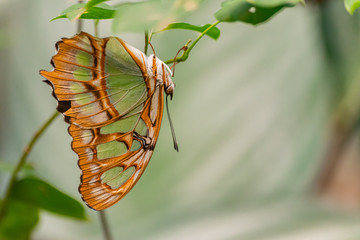 Siproeta stelenes (malachite butterfly) hanging upside down on a green stem, with green vegetation background