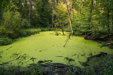 Swamp in Kabacki forest, Masovia, Poland - obrazy, fototapety, plakaty
