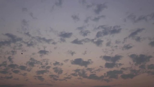 Kites at evening