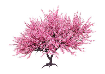 3D Rendering Pink Blooming Sakura Tree on White © photosvac