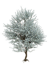 Obraz na płótnie Canvas 3D Rendering Blooming Sakura Tree on White