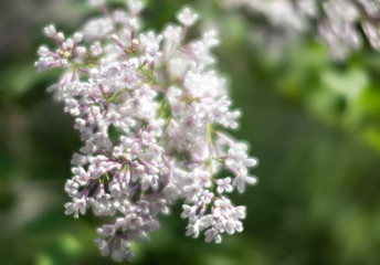 Fototapeta na wymiar blossoming branch of a white lilac