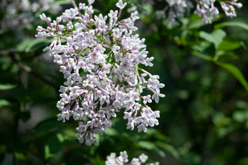 blossoming branch of a white lilac