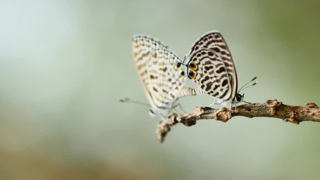 Butterflies mating on a branch.