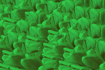 green background of tulip petals