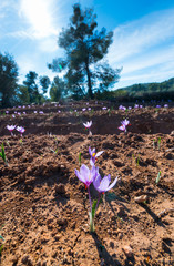 Cultivo de azafrán, Valle del Set, Cervia de les Garrigues, Les Garrigues, Lleida, Catalunya, Spain