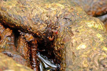 Thai vinegar crab (Chiromanthes eumolpe) eating Lichen on the rock.