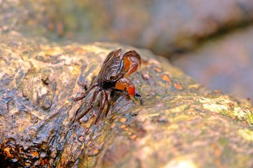 Thai vinegar crab (Chiromanthes eumolpe) eating Lichen on the rock.