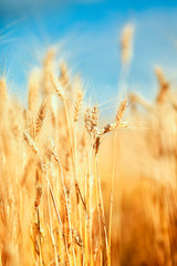 Fototapeta premium agricultural landscape with road runs through field with ears of ripe Golden wheat on a farm on a Sunny summer day