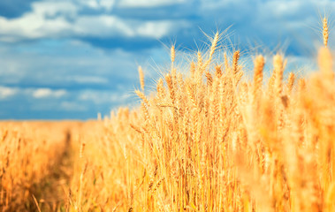  landscape with field ears ripe Golden wheat on a farm on a Sunny summer day against a clear clear...