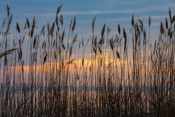 Seagrass Silhouette at Sunrise Chesapeake Bay Calvert County Southern Maryland USA - obrazy, fototapety, plakaty
