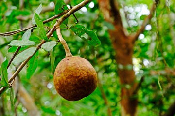 The cannonball mangrove or cedar mangrove (Xylocarpus granatum) with green blurred background.