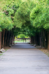 Blurred bamboo tunnel and cement pathway nature background