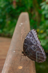 Morpho peleides butterfly, resting on a wooden bridge, with green vegetation background