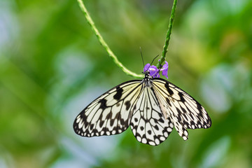 Paper Kite butterfly, (Idea leuconoe), pollinating violet flower, with green vegetation background