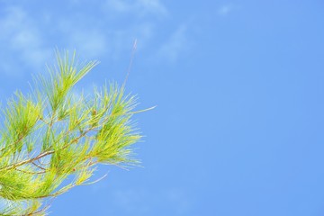 Bright green pine leaves with bright blue sky on sunny day as background.