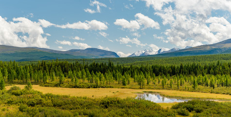 Fototapeta na wymiar Altay forest