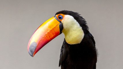 close-up portrait of a toucan bird with a nuetral background