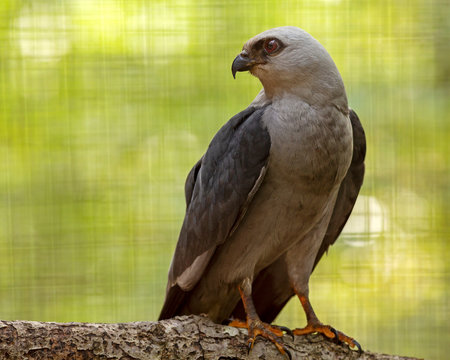 close up of a Mississippi kite perched on a branch