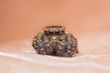 Jumping spider on the leaf