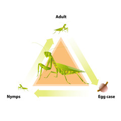 The life-cycle of mantis. Predatory insects. Eat insects for food.