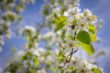 Bee collects nectar from white flowers of pear tree in late spring