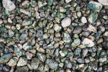 Pebbles or rocks that are wet and have moss.