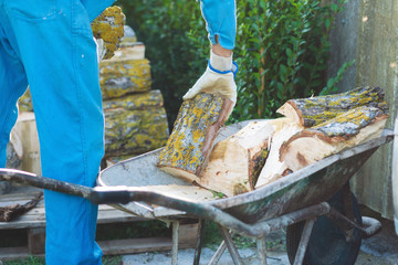 Man stacking firewood, preparing for heating the house. Gathering fire wood for winter or bonfire. Man holds fire wood in hands .