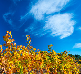 Viñedo, Valle del Set, Les Garrigues, Lleida, Catalunya, Spain